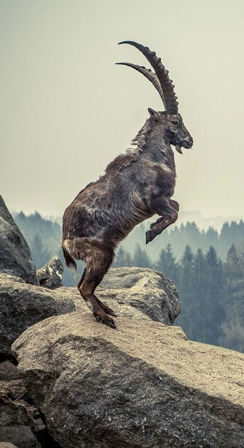 A cover of "Hunting" cluster. The owner is gpsdesignstudio. The cluster consists of 2 elements.