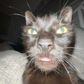 A cover of "Me Core" cluster. The owner is gayz11410. The cluster consists of 16 elements.