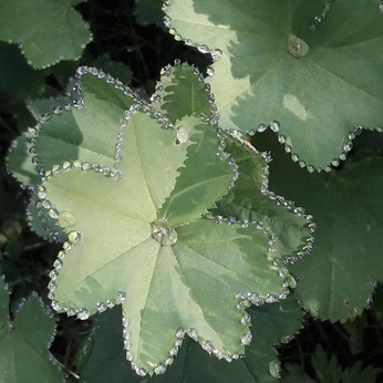 A cover of "LuckY" cluster. The owner is carlydusty. The cluster consists of 22 elements.