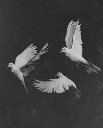 A cover of "Saturate 2025" cluster. The owner is ecotwell. The cluster consists of 16 elements.