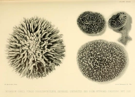 Images from William Saville-Kent’s The Great Barrier Reef of Australia (1893)