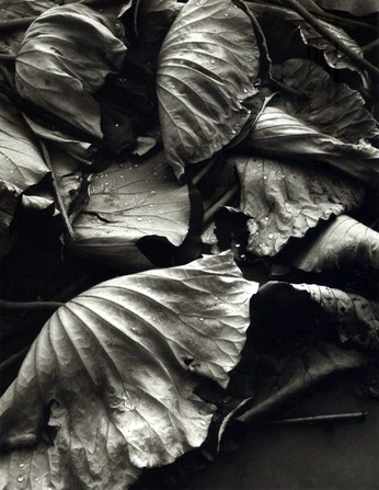 A cover of "Close up tex" cluster. The owner is karinap. The cluster consists of 39 elements.