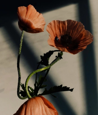 A cover of "Demeter" cluster. The owner is mxmoondeer. The cluster consists of 120 elements.