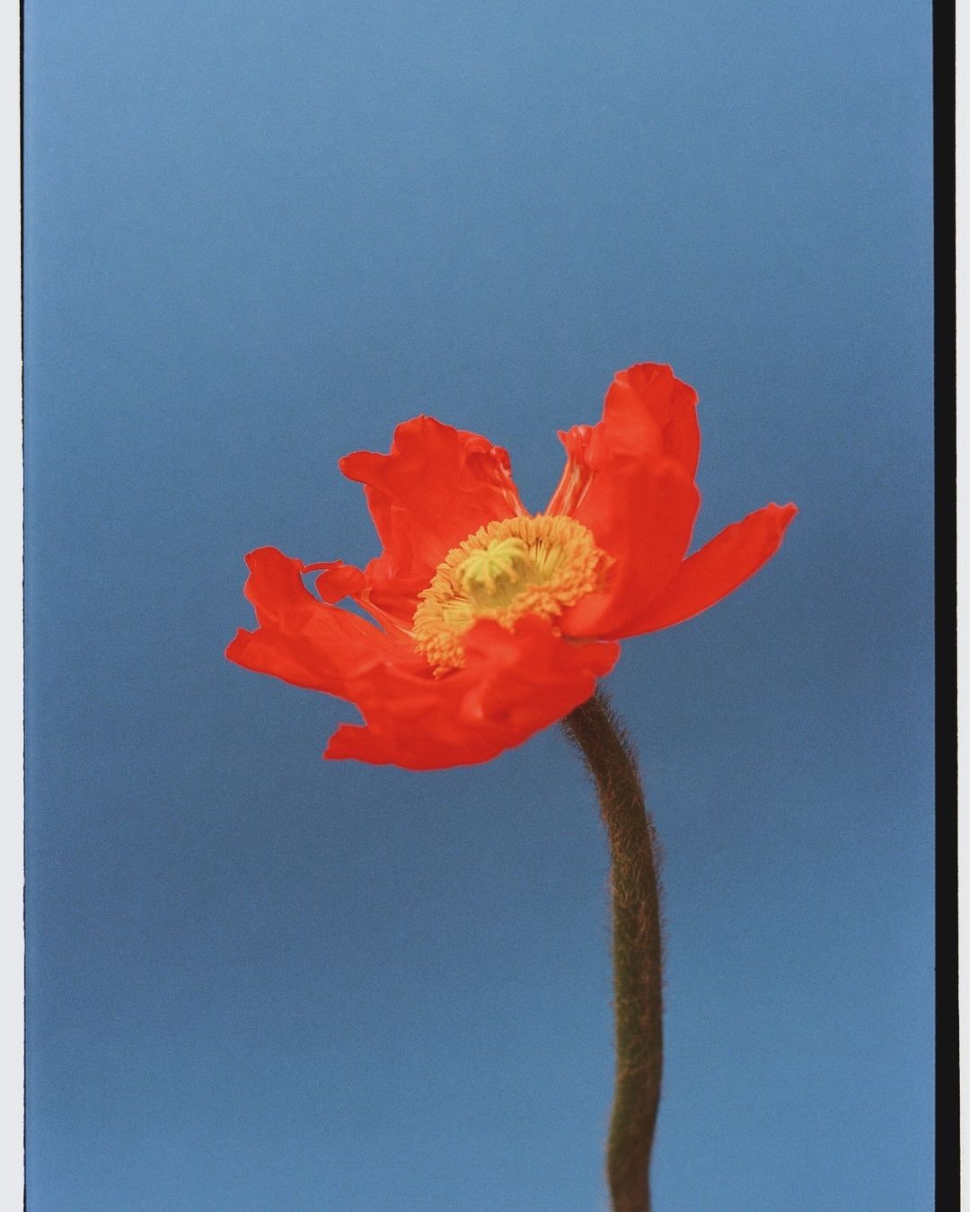 An Instagram  post added by ohmaiagosh on Mar 05, 2024. The author is @andrearosemercy. May present: flower, plant, sky, petal, twig.