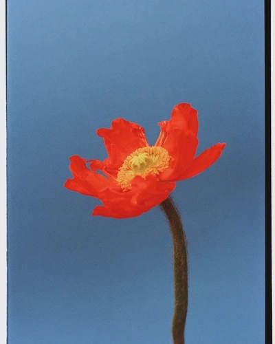 An Instagram  post added by ohmaiagosh on Mar 05, 2024. The author is @andrearosemercy. May present: flower, plant, sky, petal, twig.