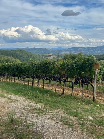 A cover of "Clouds" cluster. The owner is nvstudio. The cluster consists of 17 elements.