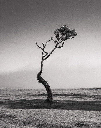 A cover of "mask" cluster. The owner is agen0371. The cluster consists of 19 elements.