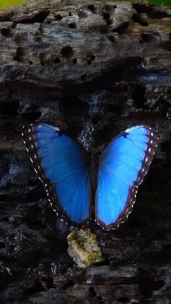 A cover of "Nature" cluster. The owner is danielshinners. The cluster consists of 5 elements.