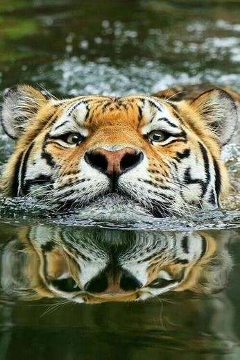 A cover of "little babies" cluster. The owner is elfia. The cluster description is "we have ability to love anything, so ". The cluster consists of 125 elements.