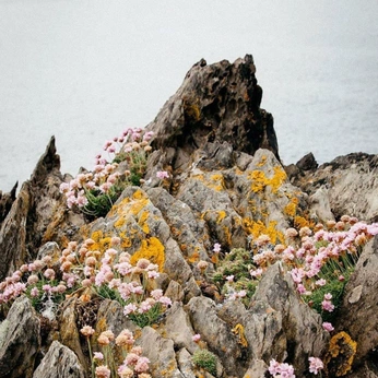 A cover of "Faun n' Flora" cluster. The owner is okidokimacaroni. The cluster description is "Places to get high". The cluster consists of 80 elements.