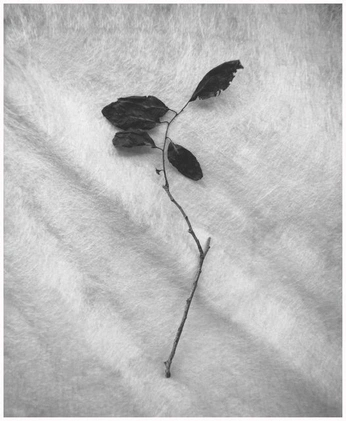 A cover of "Florals" cluster. The owner is toreyherbert. The cluster consists of 4 elements.