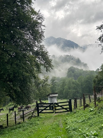 A cover of "nt" cluster. The owner is maraomapao. The cluster consists of 22 elements.