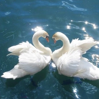 A cover of "swans and the swimming" cluster. The owner is moonboots. The cluster consists of 14 elements.