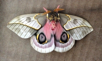 A cover of "Sogno" cluster. The owner is minascurta. The cluster consists of 23 elements.