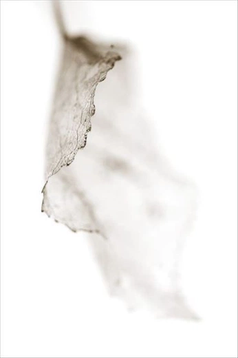 A cover of "Photos" cluster. The owner is lorcams. The cluster consists of 2 elements.