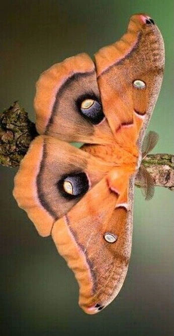 A cover of "Hidden Haven" cluster. The owner is cosmoswitch. The cluster consists of 1 element.