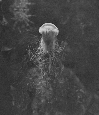 A cover of "nature" cluster. The owner is blthsr. The cluster consists of 28 elements.