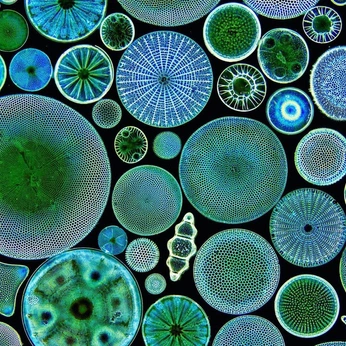 A cover of "science" cluster. The owner is emgmerritt. The cluster consists of 18 elements.