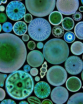 A cover of "Micro worlds" cluster. The owner is celestialna. The cluster consists of 17 elements.