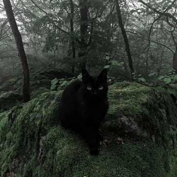 A cover of "Cats" cluster. The owner is matthewcpaul. The cluster consists of 6 elements.
