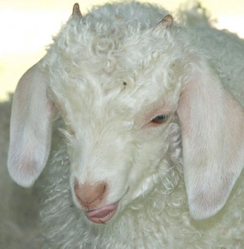 A cover of "Goats" cluster. The owner is tompic. The cluster consists of 5 elements.