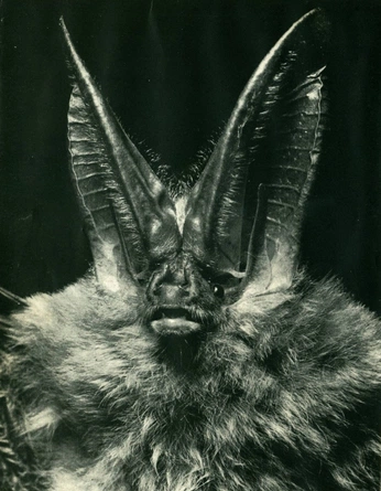 A cover of "VAMP" cluster. The owner is lilz333. The cluster consists of 8 elements.