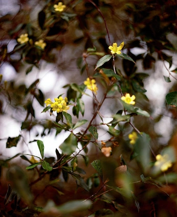 A cover of "My film" cluster. The owner is soychunks. The cluster consists of 15 elements.