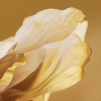 A cover of "Light Yellow" cluster. The owner is labcreative. The cluster description is "Captivating, Charming, Warm". The cluster consists of 25 elements.