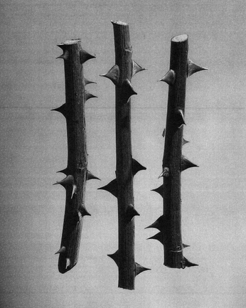 A cover of "Culling" cluster. The owner is joenich. The cluster consists of 23 elements.