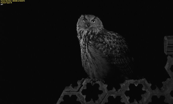A still from the 1994 film Sátántangó, directed by Béla Tarr.