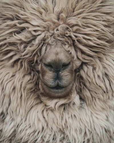 An alpaca, from the artwork Art for Kids - Too Cool for the File by Gisela Art for You.