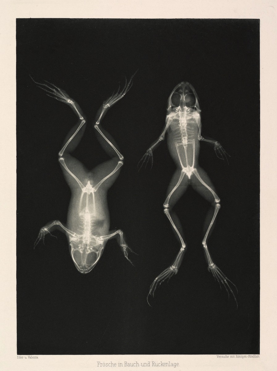 xray frogs