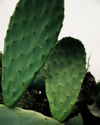 A cover of "mexico lindo y querido" cluster. The owner is vega07. The cluster consists of 14 elements.