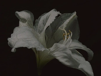 A cover of "concept 101" cluster. The owner is metaphcre. The cluster consists of 38 elements.