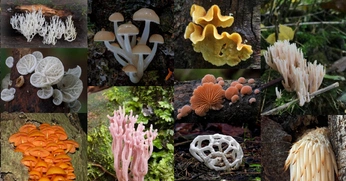 A cover of "We Don't Gatekeep" cluster. The owner is sey. The cluster description is "Essential design tools—no gatekeeping, just creative empowerment.". The cluster consists of 81 elements.