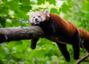 Ana Luisa Belo avatar