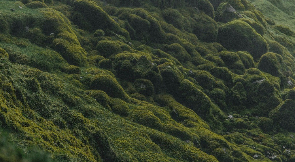 An image added by cynthia01 on Feb 20, 2023. May present: grass, natural landscape, landscape, vegetation, terrestrial plant.