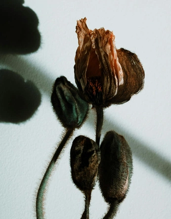 A cover of "TIMELESSNESS" cluster. The owner is klarafoldys. The cluster consists of 4 elements.