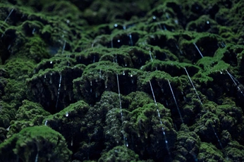 A cover of "Nature" cluster. The owner is angelinazh. The cluster consists of 25 elements.