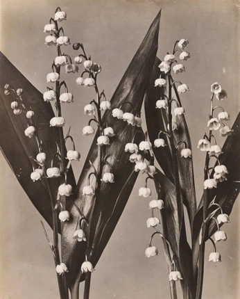 A cover of "UI Design pictures" cluster. The owner is stupido. The cluster consists of 6 elements.