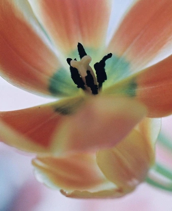 A cover of "flowers//" cluster. The owner is virrigg. The cluster consists of 2 elements.