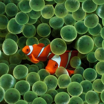 A cover of "Animal-ref" cluster. The owner is anilama. The cluster consists of 1 element.