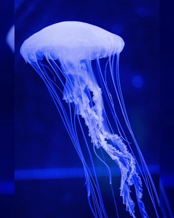 A cover of "moodboard coll" cluster. The owner is maxoudoux. The cluster consists of 79 elements.