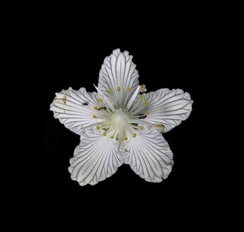 A cover of "spotify flowers" cluster. The owner is edoufafard. The cluster consists of 11 elements.