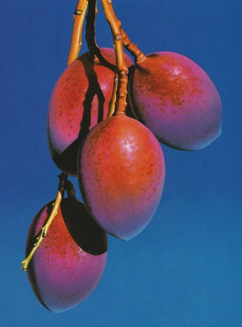 A cover of "fruits" cluster. The owner is moanasax. The cluster consists of 70 elements.