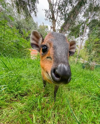 A cover of "critters" cluster. The owner is traderjoes. The cluster consists of 178 elements.