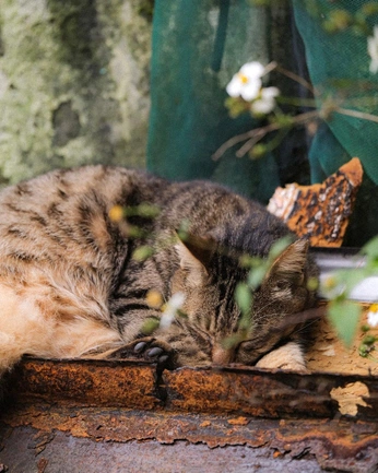 A cover of " Cat" cluster. The owner is huai.chen. The cluster consists of 34 elements.