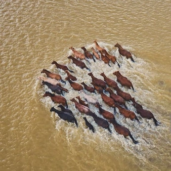 A cover of "Fauna" cluster. The owner is denizcosmos. The cluster consists of 4 elements.