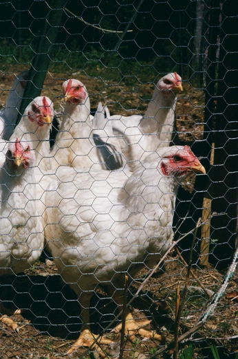 A cover of "Photo" cluster. The owner is leo.mord. The cluster consists of 8 elements.