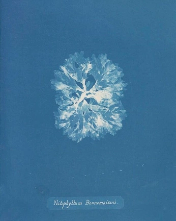 A cover of "algrow" cluster. The owner is xrkiira. The cluster consists of 23 elements.